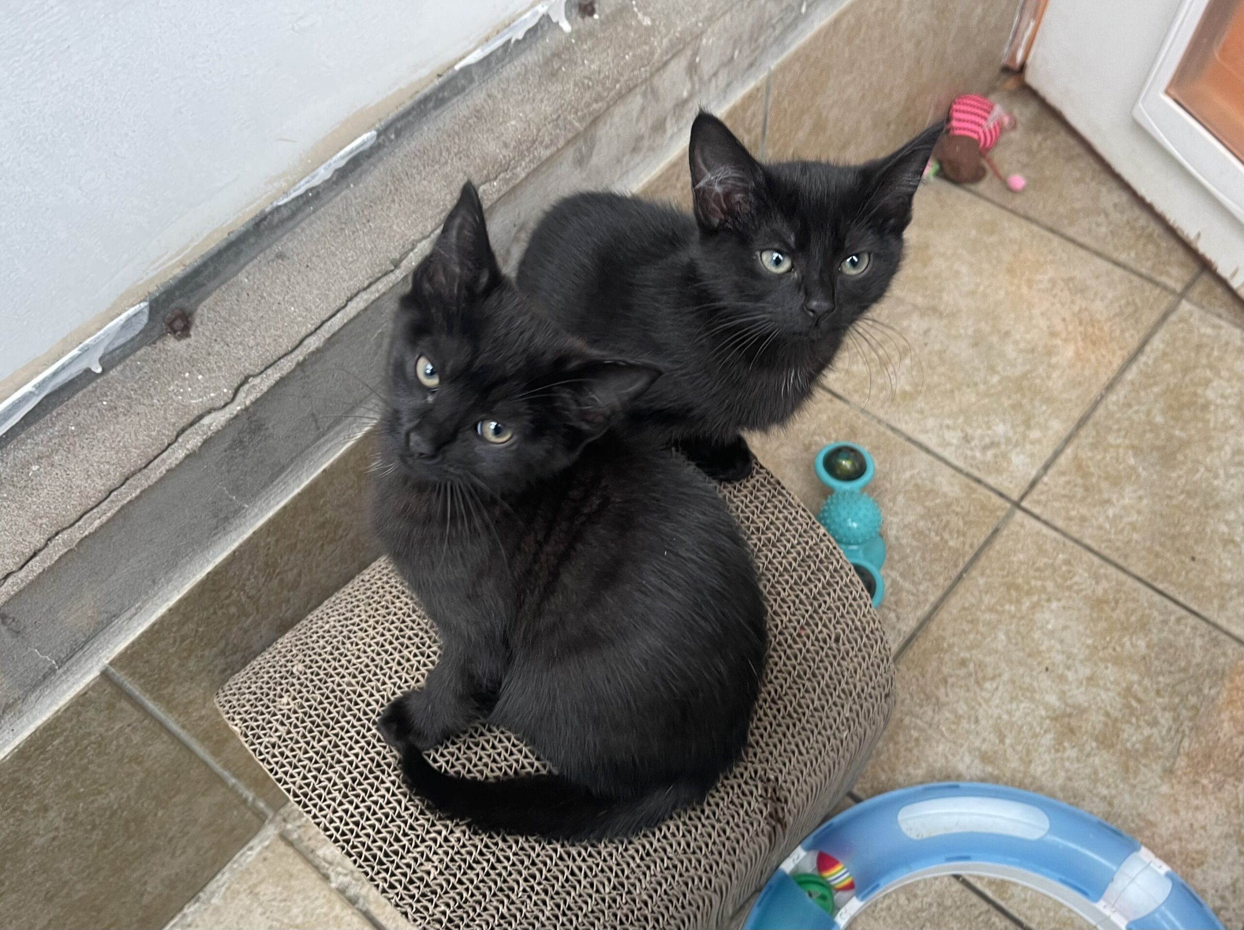 Flump & Wham - Newcastle Dog & Cat Shelter