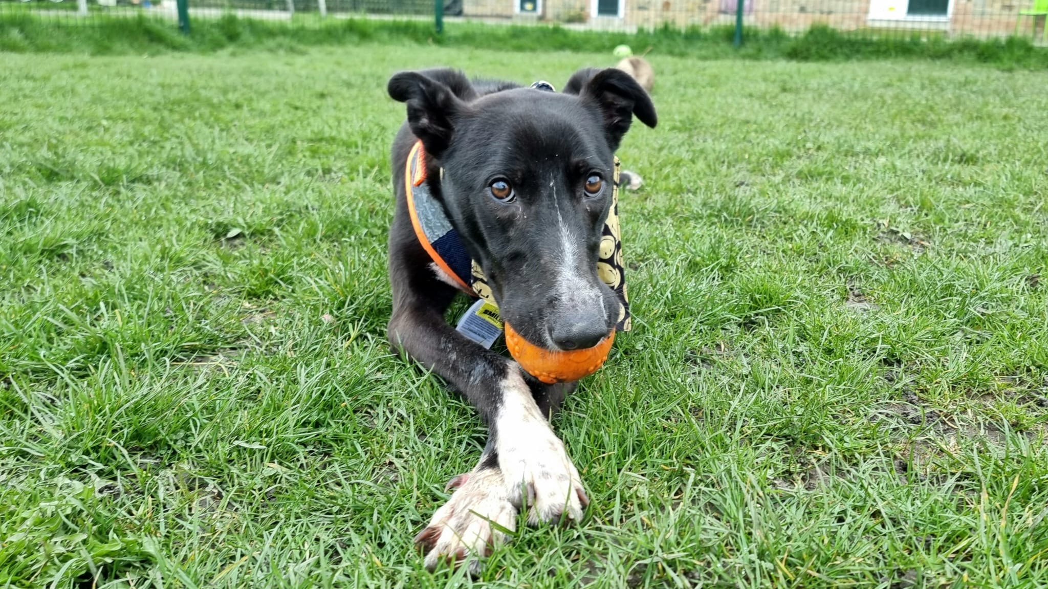 Mae - Newcastle Dog & Cat Shelter