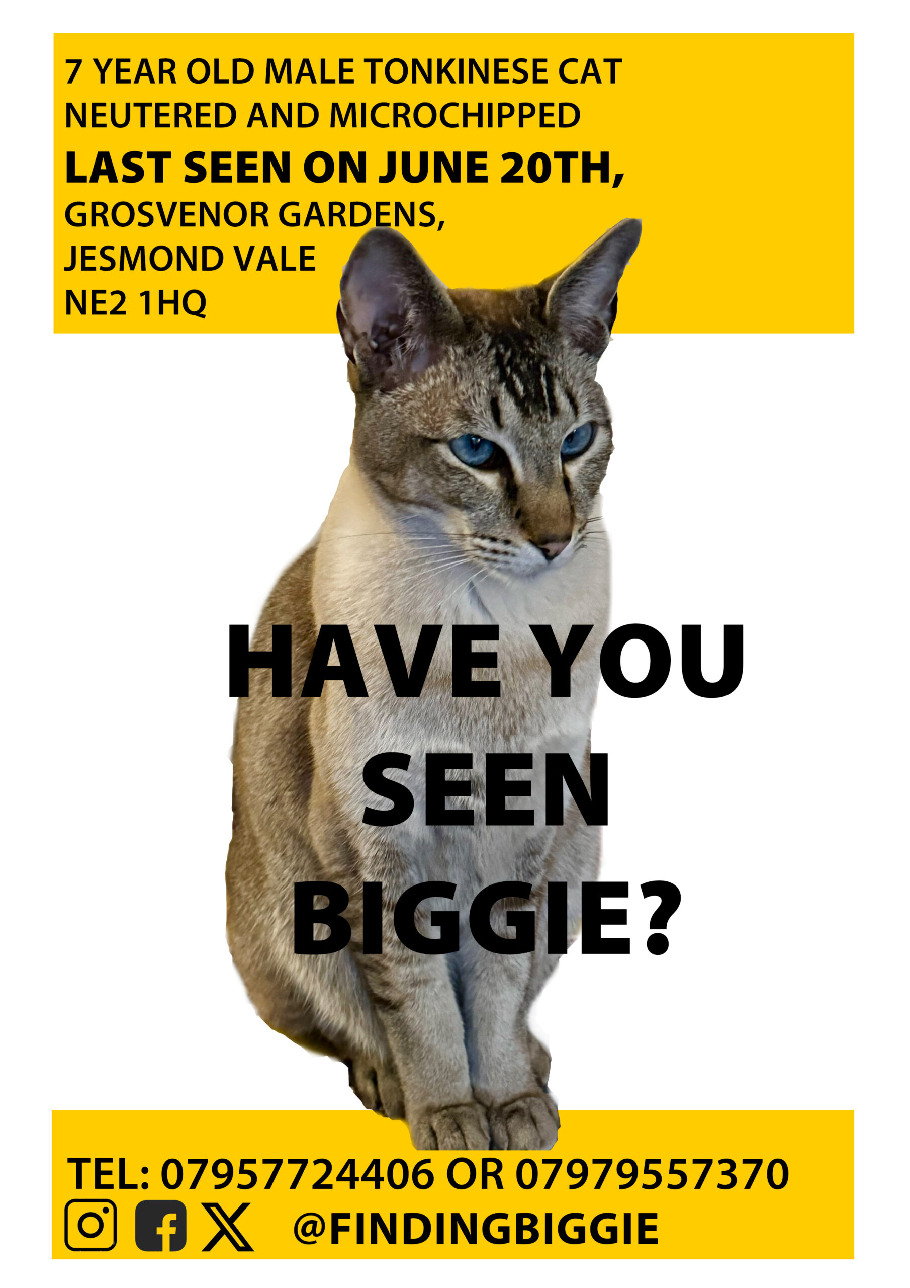 Missing cat Biggie - Newcastle Dog & Cat Shelter