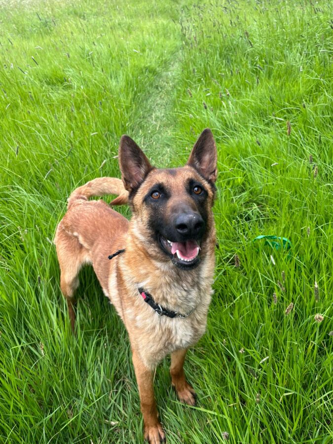 Prince Mali - Newcastle Dog & Cat Shelter