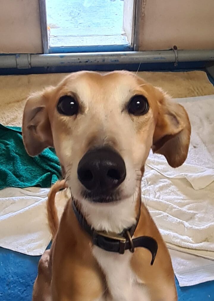 Sebastian greyhound - Newcastle Dog & Cat Shelter