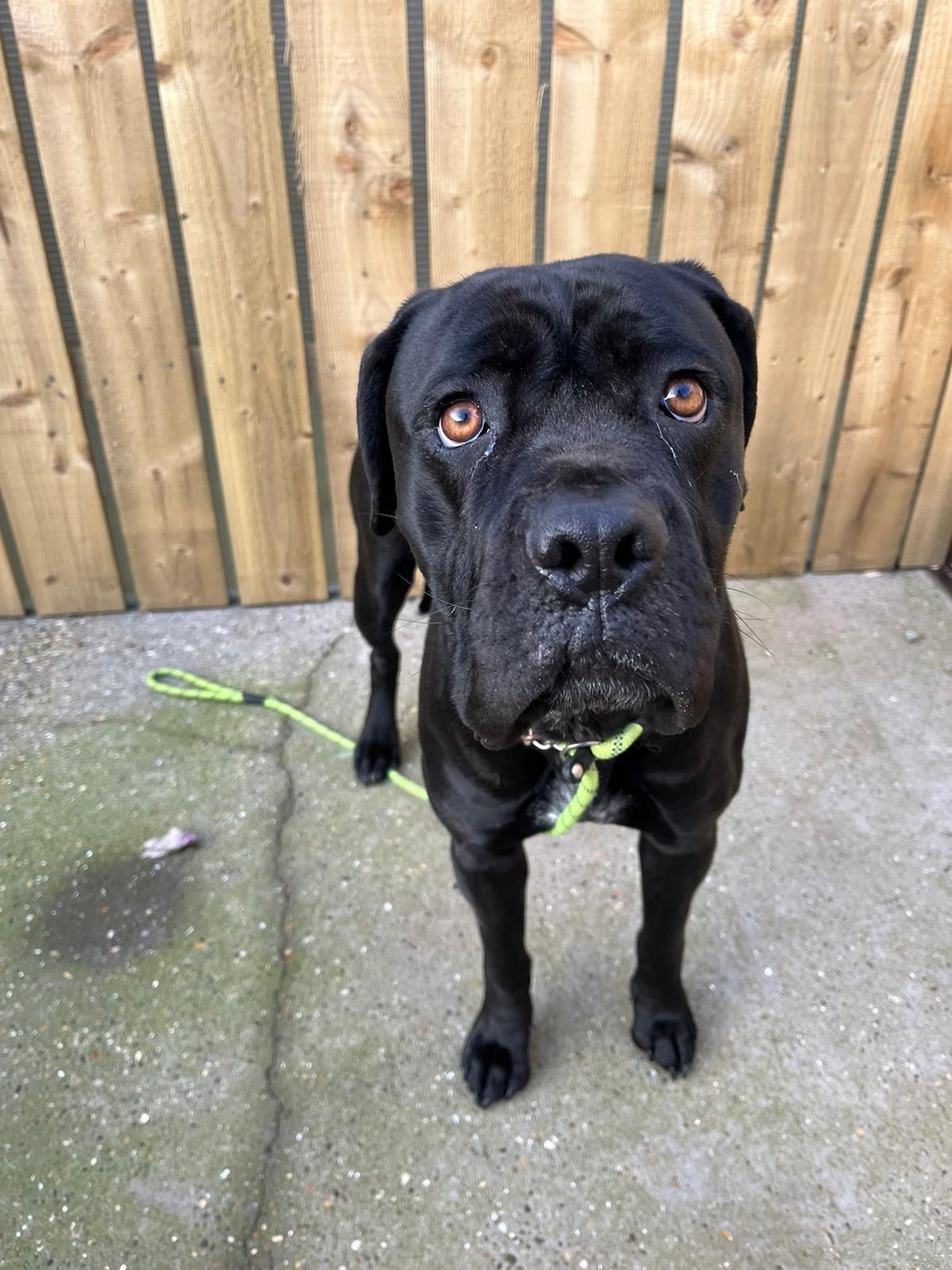 Tiger lily - Newcastle Dog & Cat Shelter