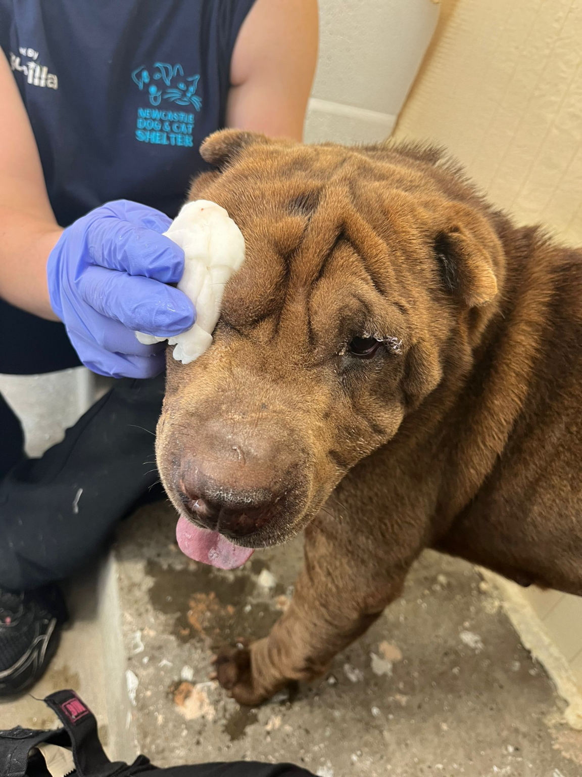 Bathing Eye Amended - Newcastle Dog & Cat Shelter